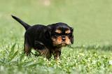 CAVALIER KING CHARLES 573